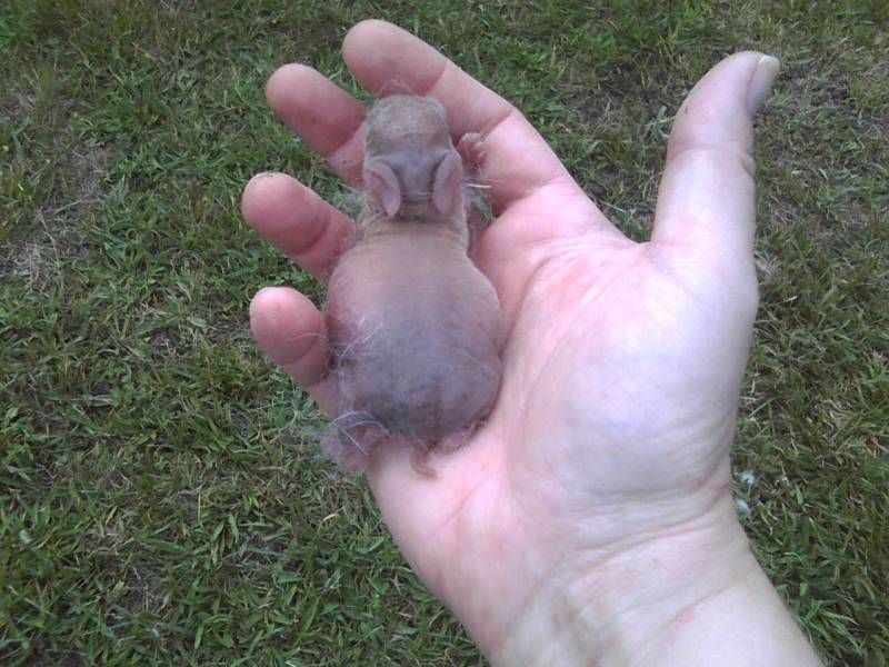 Kits bloated and dead/dying Help!! Rabbit Talk Meat Rabbit